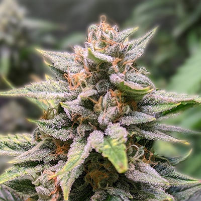 Exploring Blue Dream Autoflower The Quintessential Hybrid