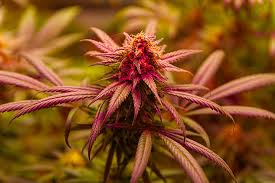 Exploring Blue Dream Autoflower The Quintessential Hybrid